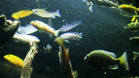 A group of Kenyi Cichlid fish (Pseudotropheus Lombardoi) swimming in an aqu.. Stock Footage