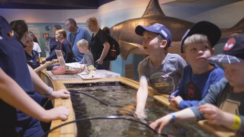 Group of kids are probing elements inside aquarium with cable camera probe Video stock 113361355