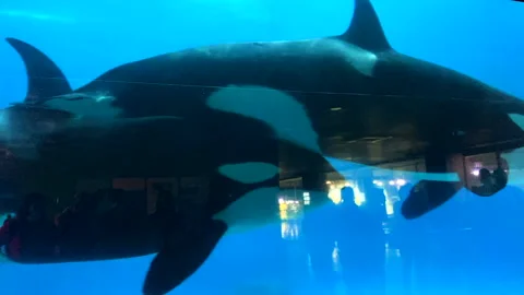 Group of killer whales floating close up blue background Stock Footage 155024984