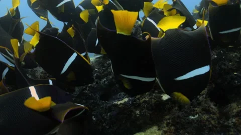 Group of King Angelfish eating algae of a coral reef. Stock Footage 221244809