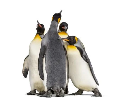 Group of King penguin standing together, isolated on white Stock Photos