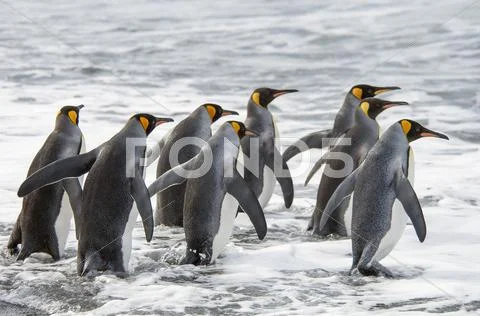 A group of king penguins, aptenodytes patagonicus on south georgia island. Stock Photos