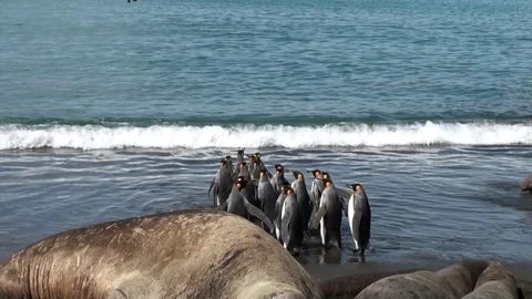Group of king penguins on background of seals on beach of the Falkland Islands Stock Footage
