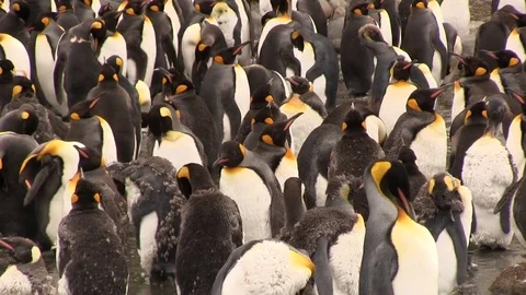 Group of King penguins Stock Footage 83139501