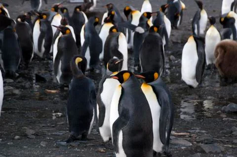Group of king penguins Stock Photos