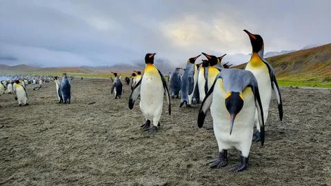 Group of king penguins Stock Photos