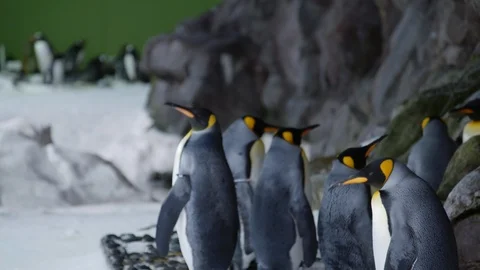 Group of King Penguins standing aimlessly in enclosure Stock Footage 90315369