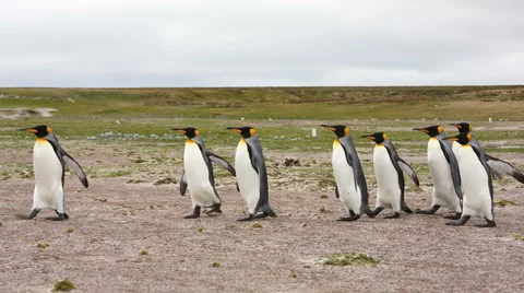 A group of King penguins walking in line Vidéo 58236994