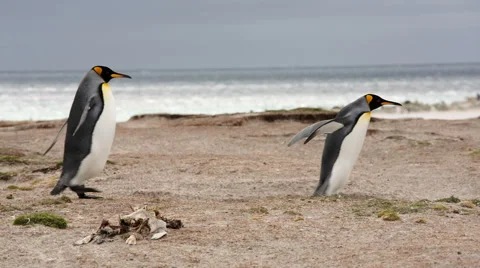 A group of King penguins walking in line on the beach. Stock Footage 58237080