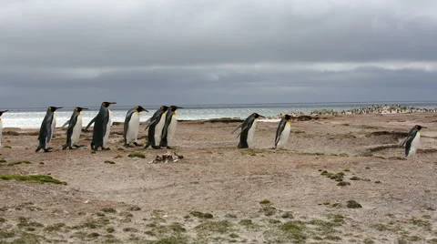 A group of King penguins walking in line. Vidéo 58238239