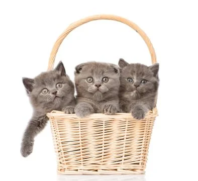 Group kittens in basket looking at camera. isolated on white background Stock Photos