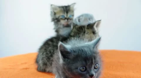 Group of kittens Stock Footage 10876711