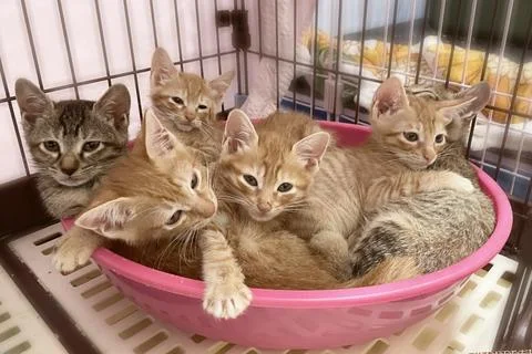 A group of kittens on the nest. Stock Photos