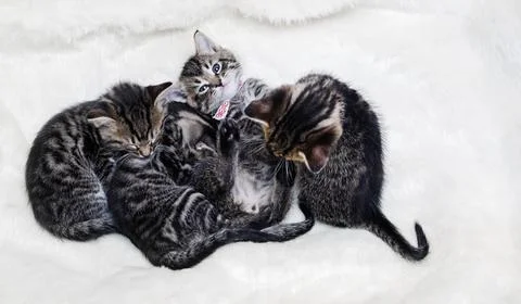 Group of kittens Stock Photos