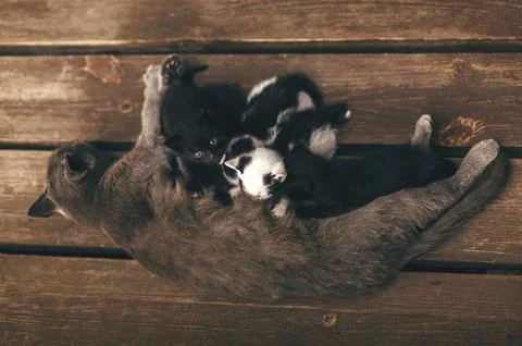 Group of Kittens Playing on a Bench Stock Photos