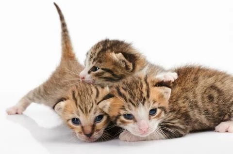 Group of kitty play Stock Photos