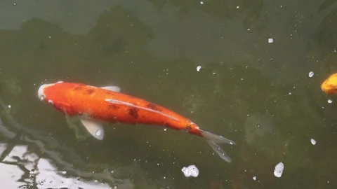 Group of koi carps (Cyprinus carpio) fishes are swimming Stock Footage 141306642