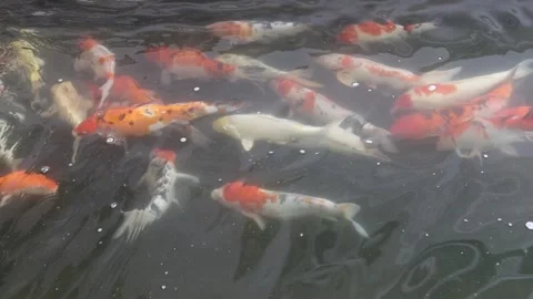 Group of koi carps (Cyprinus carpio) fishes are swimming Stock Footage 141306759