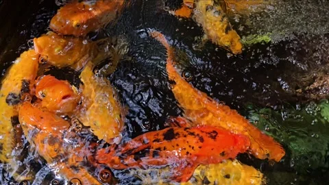 Group of koi carps Stock Footage 311890651
