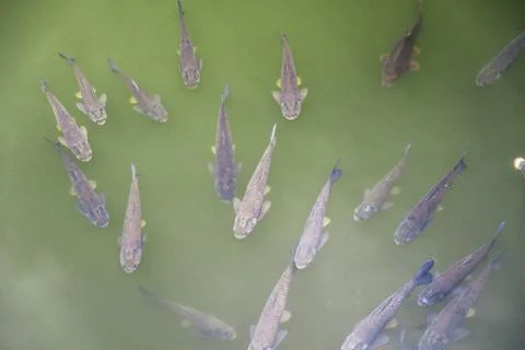 Group of Koi fish all facing the same way in green water 스톡 사진
