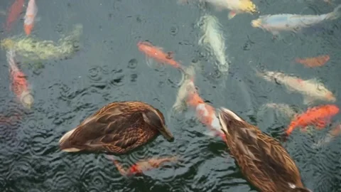 Group of koi fish and brown ducks swimming on the surface of the water in pond Stock Footage 245640539