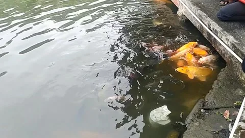 A group of koi fish being fed Stock Footage 284509876