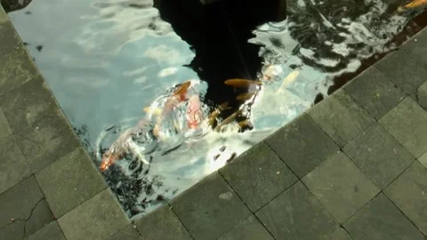 A Group of Koi Fish in the Corner of the Pond at Tirta Empul Temple Bali Stock Footage 275183364