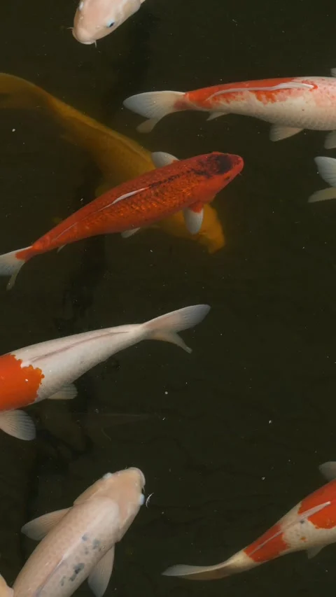 Group of koi fish Cyprinus rubrofuscus moving slowly in clear pond, showing Stock Footage 321741101