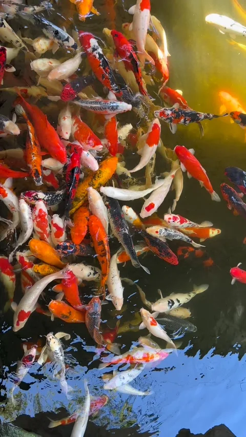 Group of koi fish Cyprinus rubrofuscus moving slowly in clear pond, showing Stock-Footage 323756312