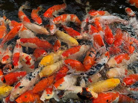 A group of koi fish fighting for food in a fish pond. Feed the koi fish Stock Photos