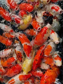 A group of koi fish fighting for food in a fish pond. Feed the koi fish Stock Photos