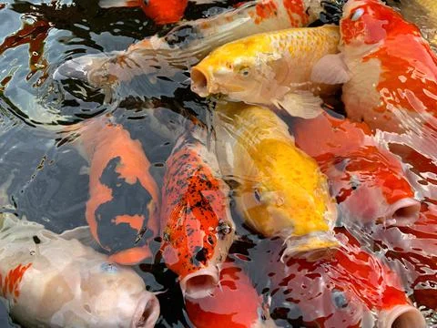 A group of koi fish in a fish pond. Feed the koi fish Stock Photos