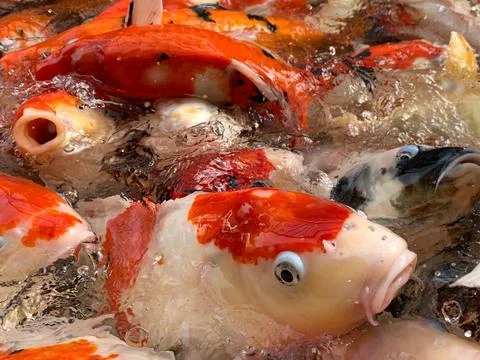 A group of koi fish in a fish pond. Feed the koi fish Stock Photos