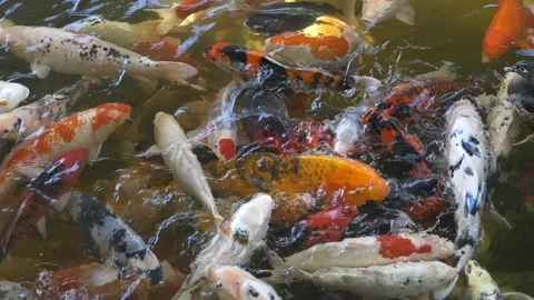 Group of koi fish glides through clear water, revealing vivid colors and elegant Stock-Footage 321815368