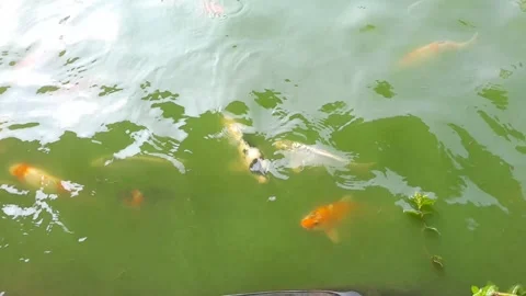 Group of koi fish in a green pond. Video stock 274435121