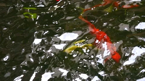 Group of koi fish moving under the black water Stock Footage 219845465