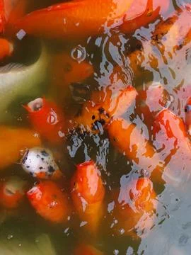 Group of Koi fish or nishikigoi swim at ponds under the sun flat lay view Stock Photos