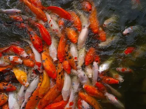 Group of koi fish Stock Photos