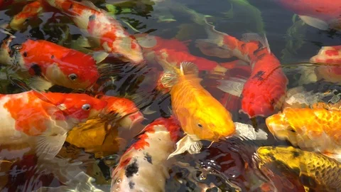 Group of Koi fish in the pond Stock Footage 104784806