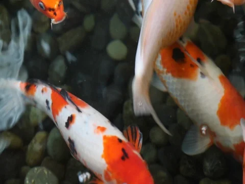 Group koi fish swimming Stock Footage 73830451