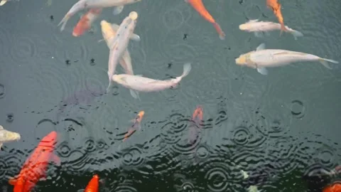 Group of koi fish swimming on the surface of the water in pond Stock Footage 245999245