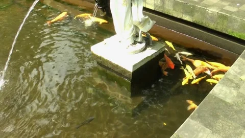A Group of Koi Fish Under A Statue In A Pond of Tirta Empul Temple Bali Stock Footage 275183368