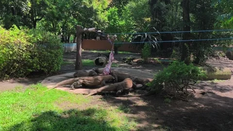 A group of Komodo dragons eating goat meat together Stock Footage 338069223