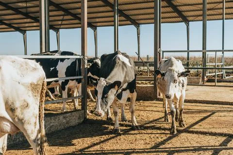 Group of lactating cows moving from one area of a cubicle area to another Stock Photos