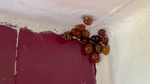 Group of ladybird bug the red dot pattern beetle sleep close together on Stock Footage 264013592