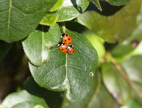 Group of Ladybirds On A Leaf Stock Photos
