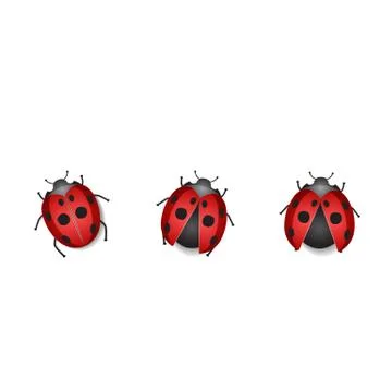 Group ladybug Stock Illustration