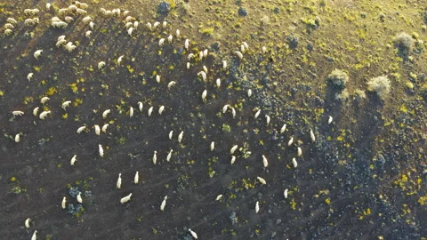 Group of lamb and sheeps bird eye view with drone moves Video stock 200112355