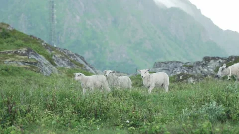 Group of lambs playing in green surrounding when suddenly the mother passes by Video stock 243888646
