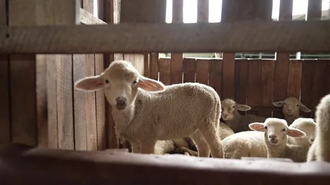 A group of lambs watching the camera Stock Footage 263699964